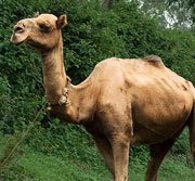 Help us buy a camel
